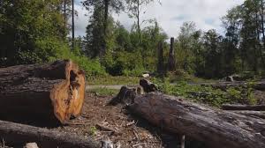 Best Tree Trimming and Pruning  in Frazier Park, CA