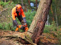 Professional Tree Care in Frazier Park, CA
