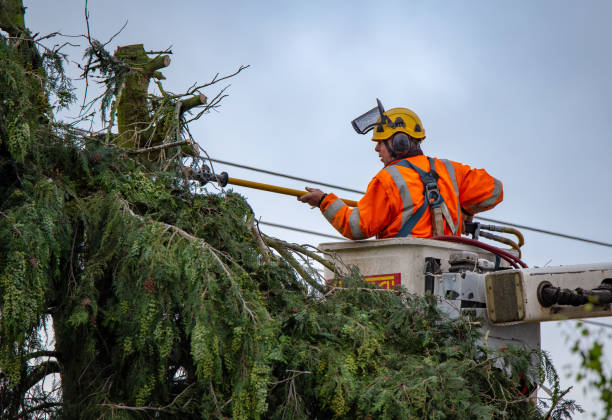 Best Hedge Trimming  in Frazier Park, CA