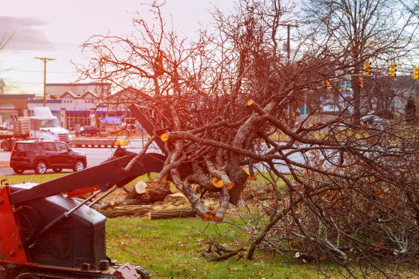 Best Storm Damage Tree Cleanup  in Frazier Park, CA