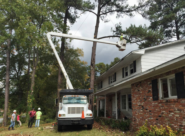 Best Tree Cabling and Bracing  in Frazier Park, CA