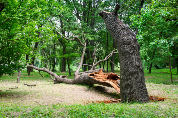 How Our Tree Care Process Works  in  Frazier Park, CA