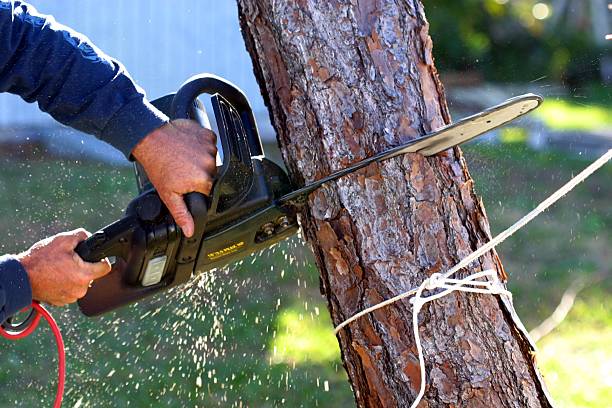 Best Commercial Tree Services  in Frazier Park, CA