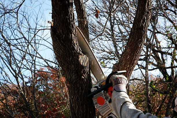 Best Leaf Removal  in Frazier Park, CA