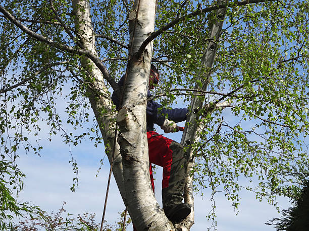 Best Arborist Consultation Services  in Frazier Park, CA