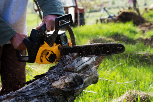 Best Fruit Tree Pruning  in Frazier Park, CA